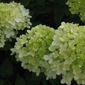 Hydrangea paniculata Limelight