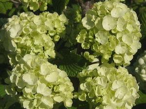 Viburnum plicatum Popcorn