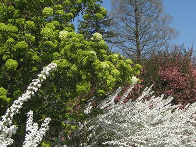 Viburnum macrocephalum @ Winterthur