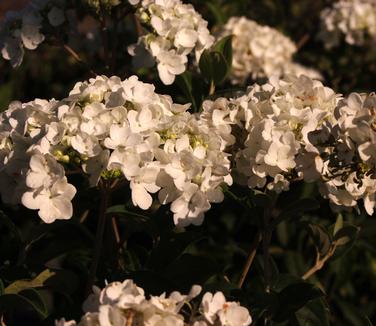 Viburnum macrocephalum 