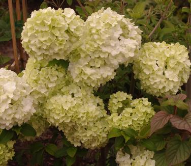 Viburnum macrocephalum