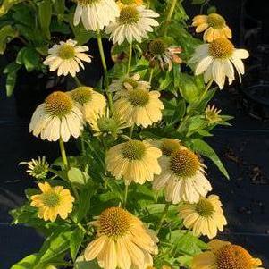 Echinacea purpurea Mellow Yellows