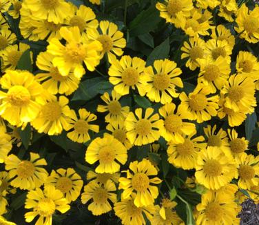 Helenium autumnale Mariachi 'Sombrero'