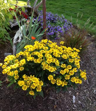 Helenium autumnale Mariachi 'Sombrero'