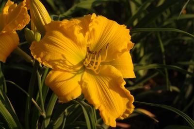 Hemerocallis Jen Melon