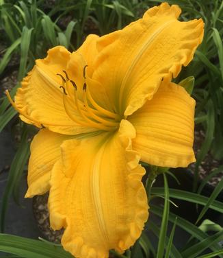 Hemerocallis Jen Melon