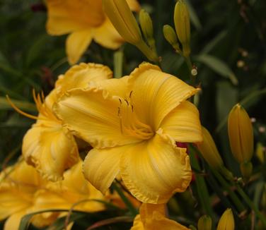 Hemerocallis Jen Melon