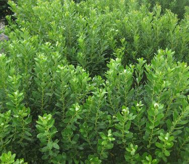 Ilex glabra 'Compacta' 