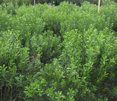 Ilex glabra 'Compacta' 