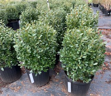 Ilex glabra 'Compacta' - Inkberry Holly from Pleasant Run Nursery