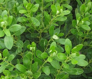 Ilex glabra Compacta