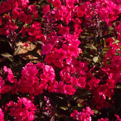 Phlox paniculata Lord Clayton