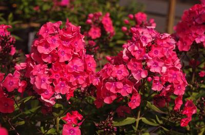 Phlox paniculata 'Glamour Girl'