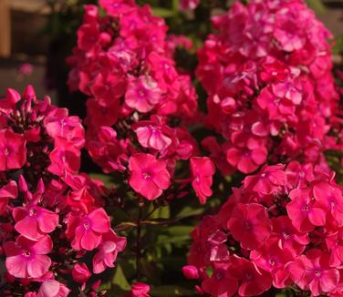 Phlox paniculata 'Glamour Girl'