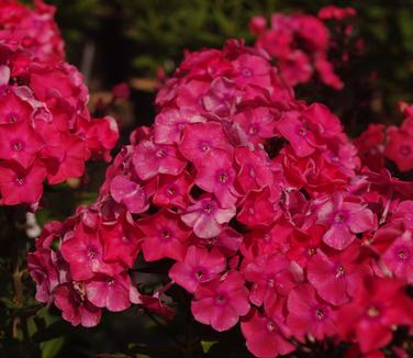 Phlox paniculata 'Glamour Girl'