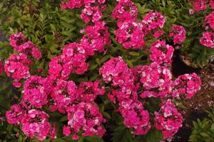 Phlox paniculata Glamour Girl