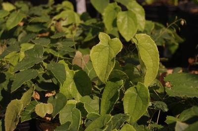 Epimedium x Mandarin Star