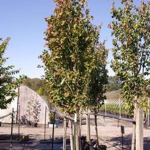 Parrotia persica Ruby Vase®