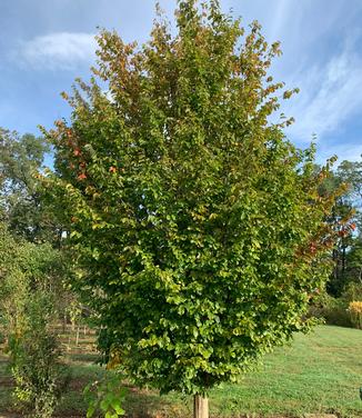 Parrotia persica Vanessa