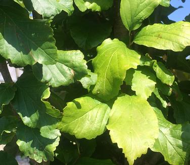 Parrotia persica Vanessa