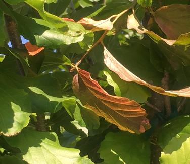 Parrotia persica Vanessa