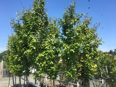 Parrotia persica Vanessa