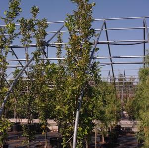 Quercus bicolor Beacon®