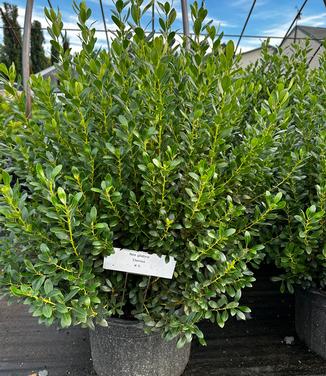 Ilex glabra 'Densa' - Dense Inkberry Holly from Pleasant Run Nursery