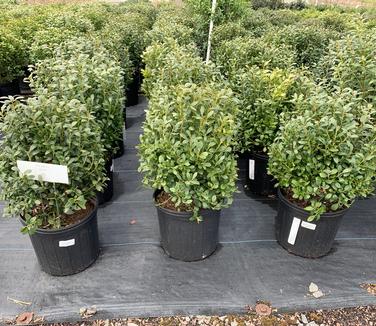 Ilex glabra 'Densa' - Dense Inkberry Holly from Pleasant Run Nursery