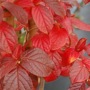 Stewartia koreana 