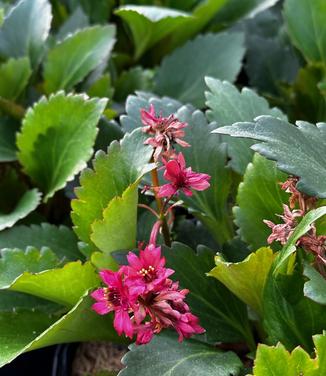 Mukgenia Nova™ 'Flame' - Mukgenia from Pleasant Run Nursery