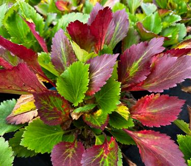 Mukgenia 'Nova™ Flame' - Mukgenia from Pleasant Run Nursery