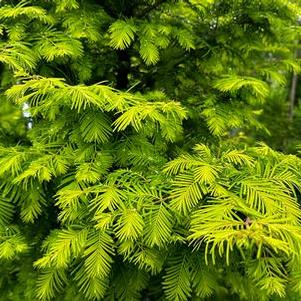 Metasequoia glyptostroboides Amber Glow™