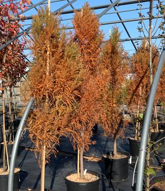 Taxodium distichum Lindsey's Skyward