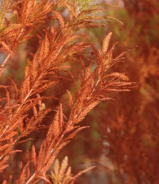 Taxodium distichum Lindsey's Skyward