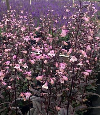 Penstemon digitalis Blackbeard 