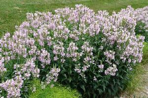 Physostegia virginiana Pink Manners