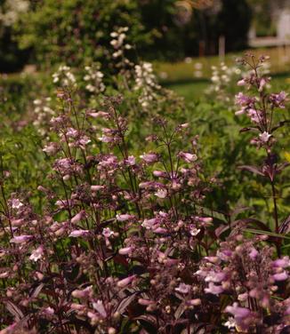 Penstemon digitalis Blackbeard