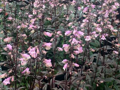 Penstemon digitalis Blackbeard