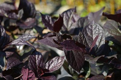 Calycanthus floridus Burgundy Spice 