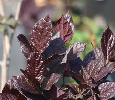 Calycanthus floridus Burgundy Spice 