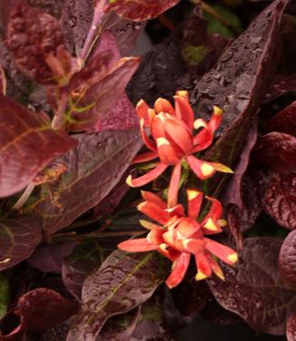 Calycanthus floridus Burgundy Spice