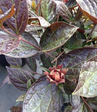 Calycanthus floridus Burgundy Spice