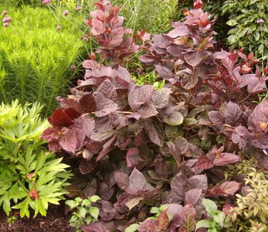 Calycanthus floridus Burgundy Spice