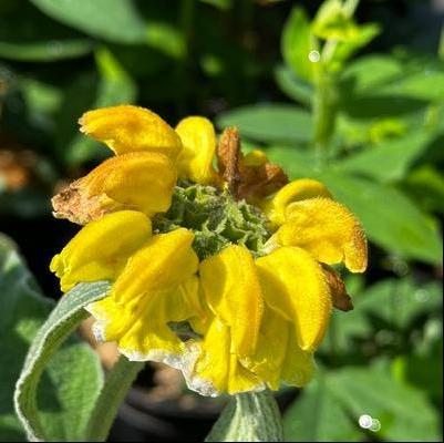 Phlomis fruticosa 