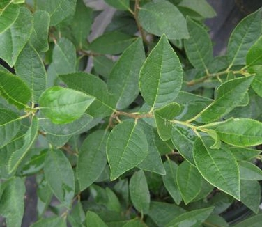 Ilex verticillata Jim Dandy