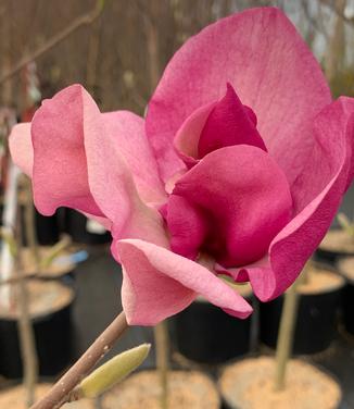 Magnolia x 'Cleopatra' - Magnolia from Pleasant Run Nursery