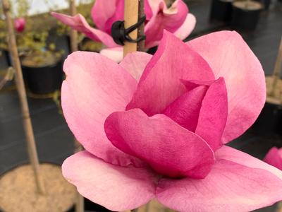 Magnolia x 'Cleopatra' - Magnolia from Pleasant Run Nursery