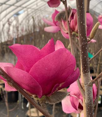 Magnolia x 'Cleopatra' - Magnolia from Pleasant Run Nursery