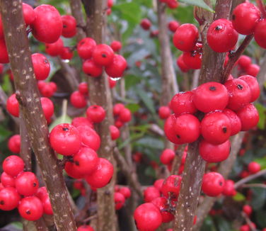 Ilex verticillata Maryland Beauty - Winterberry